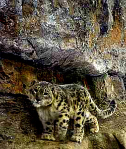Seek a Snow Leopard