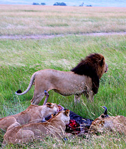 Masai Mara and more