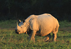 KAZIRANGA AND MORE