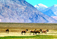 Road Safari: Manali-Leh-Srinagar