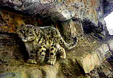 Seek a Snow Leopard