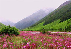 The Valley of Flowers