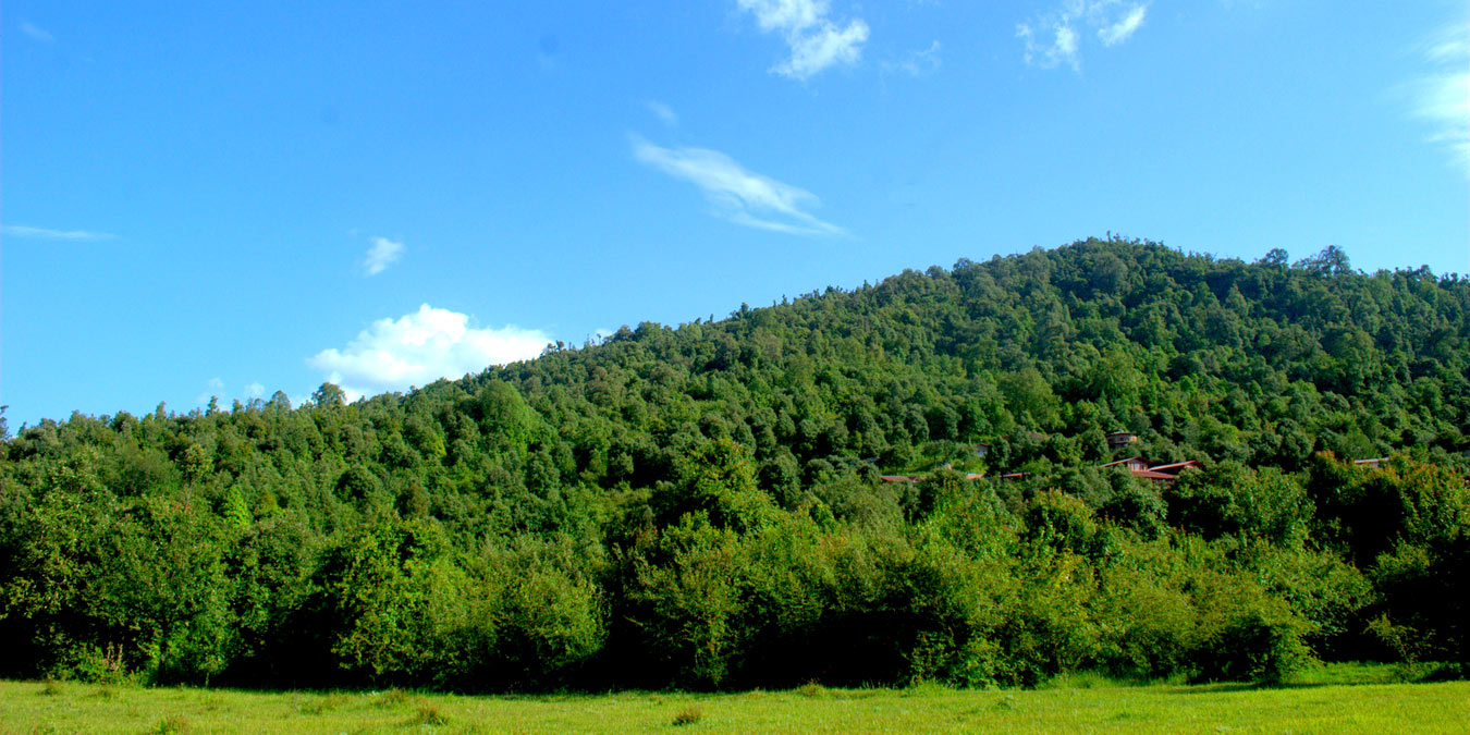 The retreat amidst dense forests