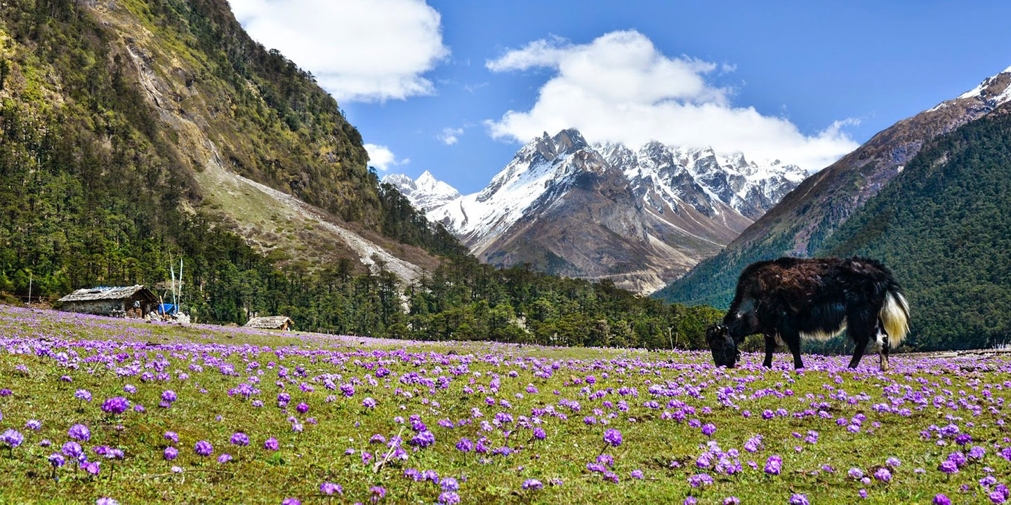 Flower Valleys & Kanchendzonga Views