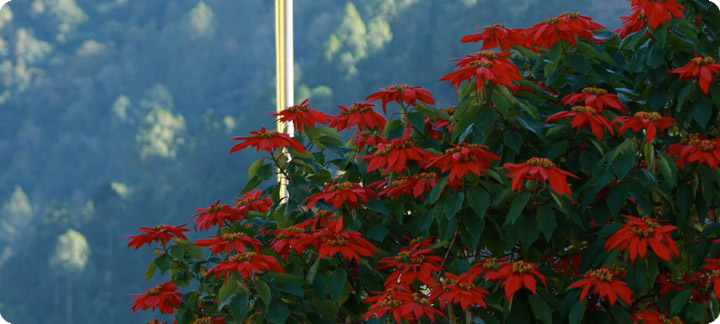 Rhodo Colours in Bhutan