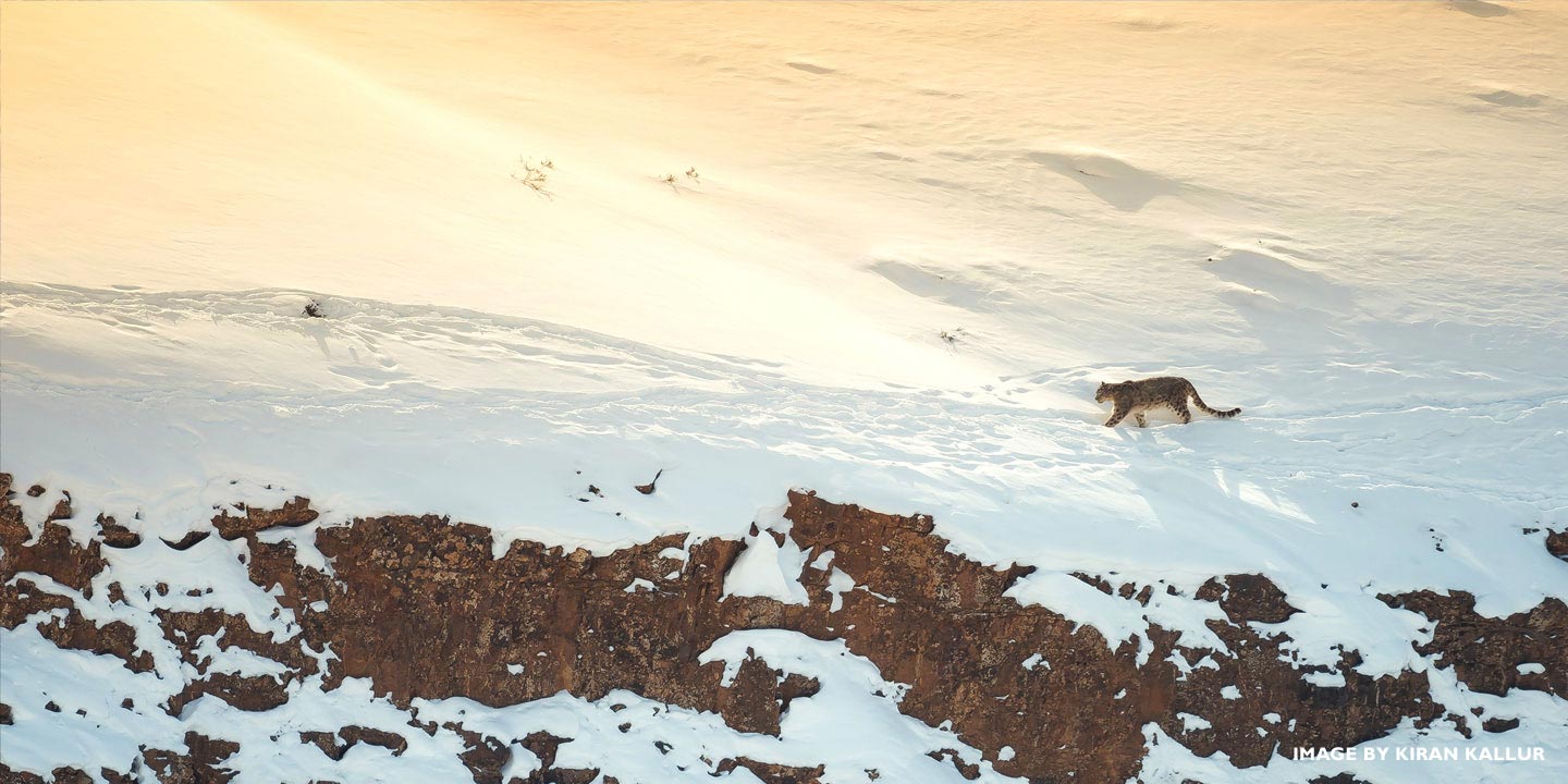 The Snow Leopard Expedition