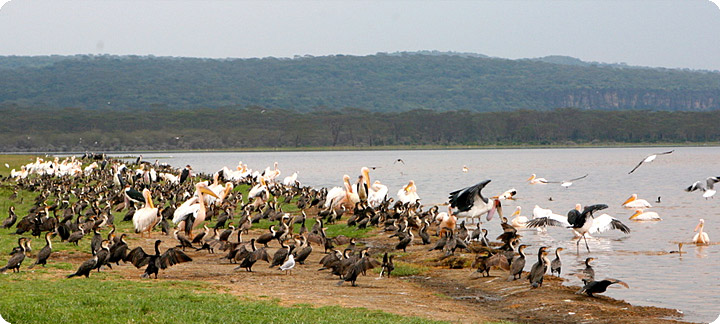 Masai Mara and more