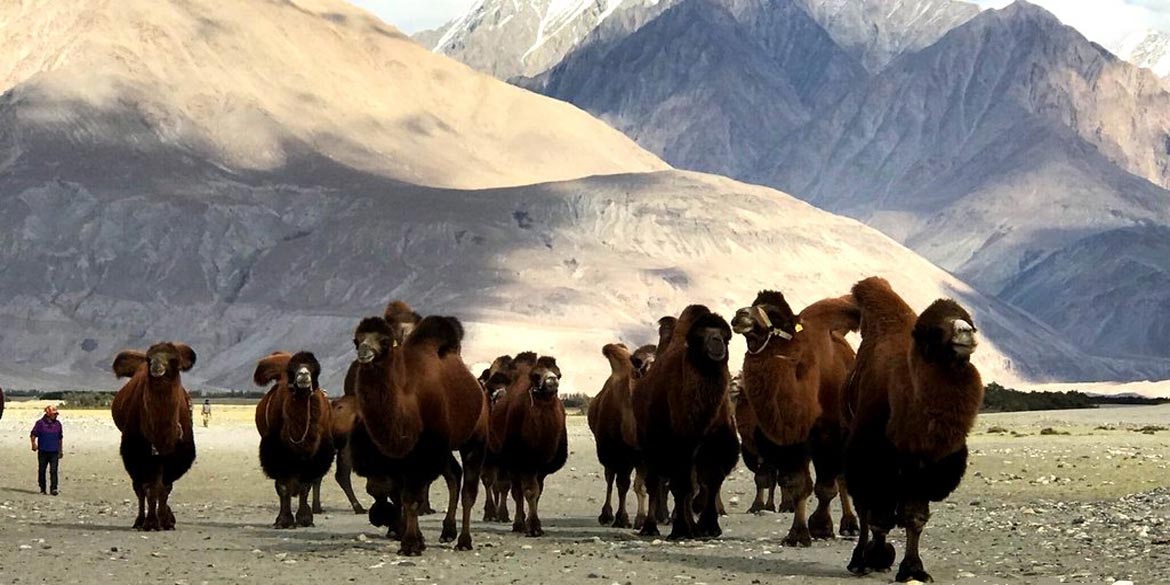 <strong>Turtuk - Nubra Valley</strong> at HUNDER 83 kms / 2 ½ hrs