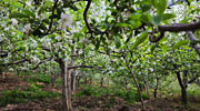 Orchard Retreat Thanedhar